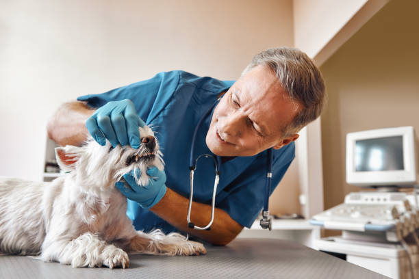 Best 24-Hour Emergency Dentist in Cut Off, LA